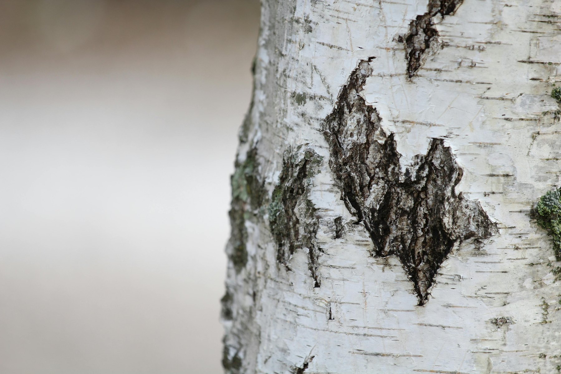 Close-up of birch bark