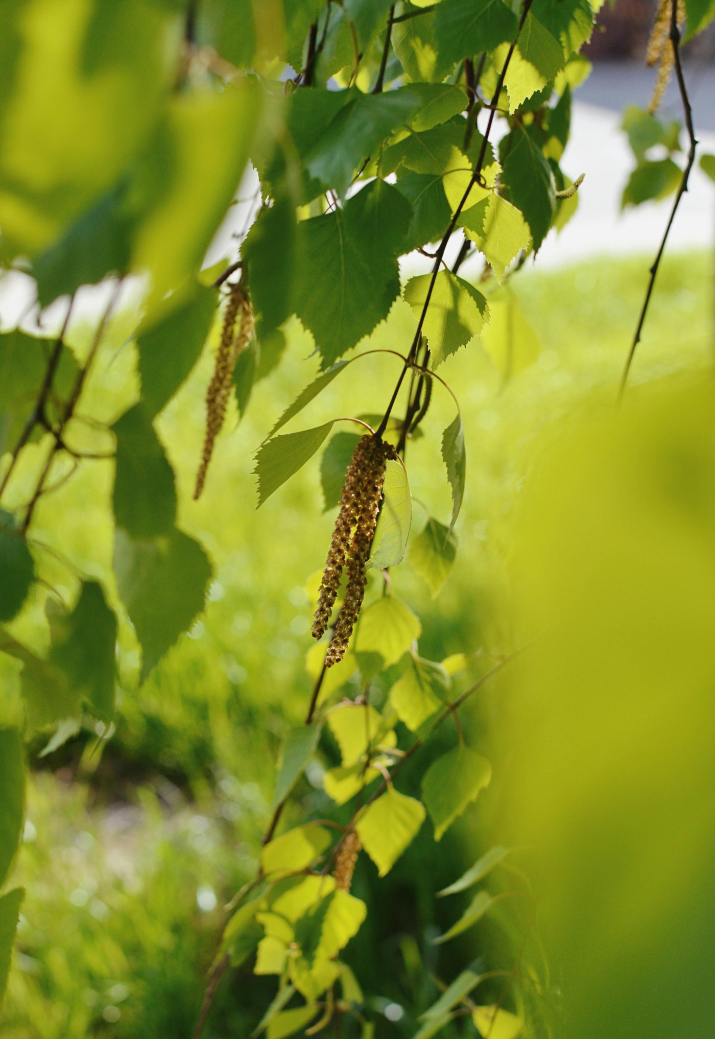 Birch leaves in spring light